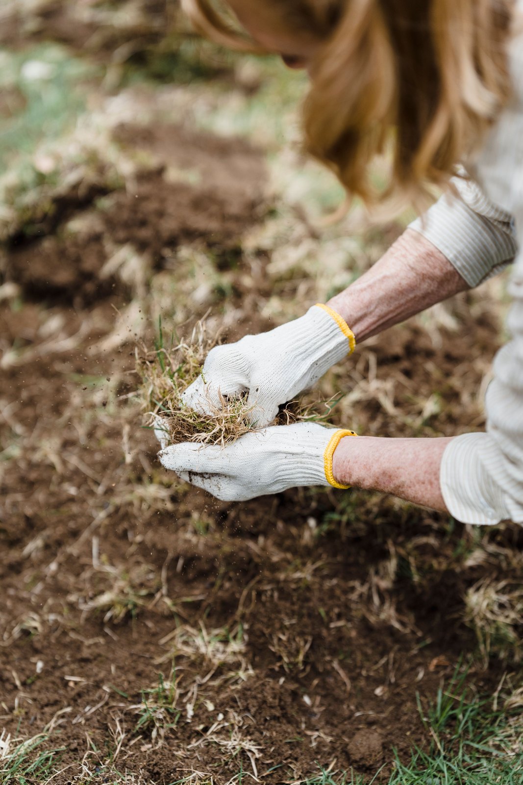 Hands tending plants in a garden